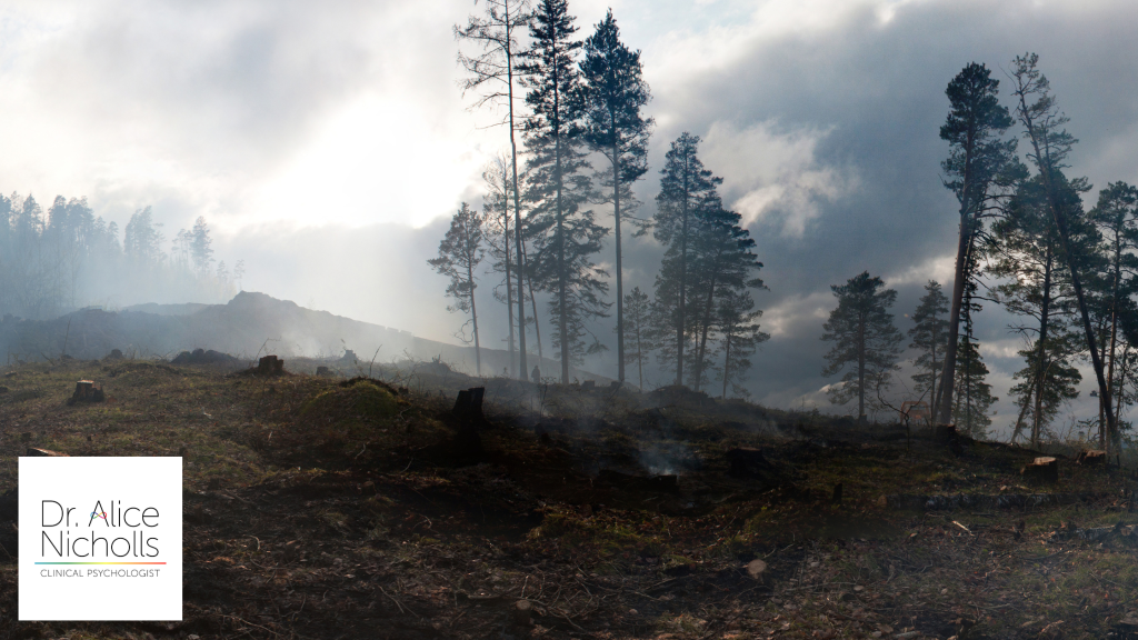 Picture of tree becoming visible through fog